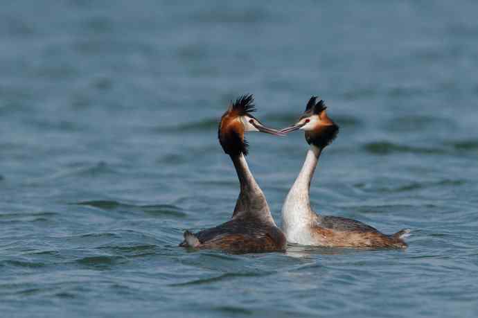 颐和园的凤头