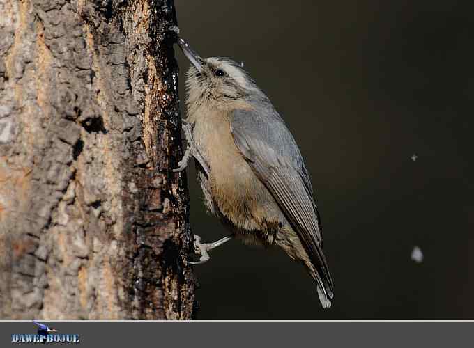 植物园的黑头鳾
