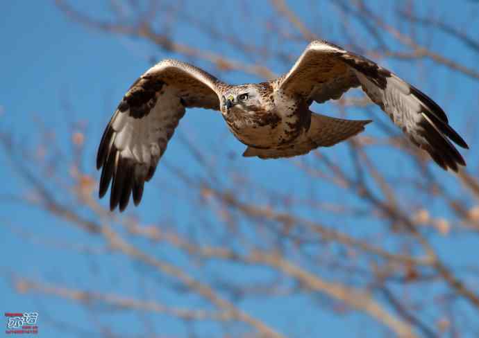 达里湖&nbsp;wbr路&nbsp;wbr大鵟