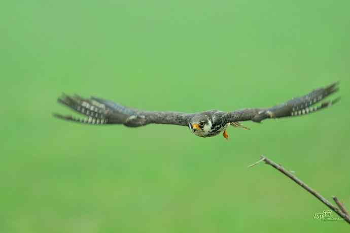 野鸭湖：抓拍阿穆尔隼起飞