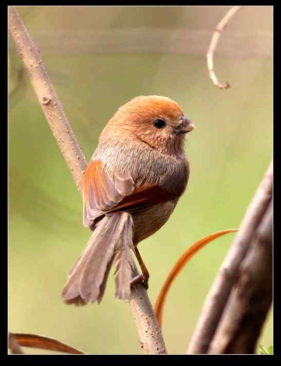 武汉观鸟会初级观鸟讲座[第9课]——小型鸟类