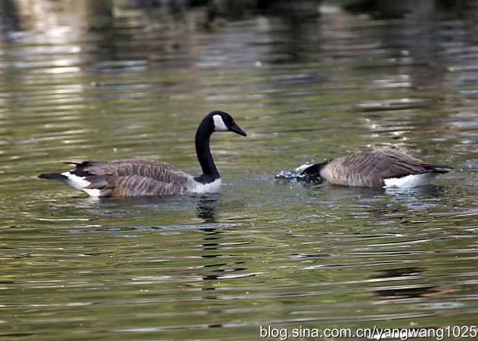 加拿大雁的婚礼（纪实）