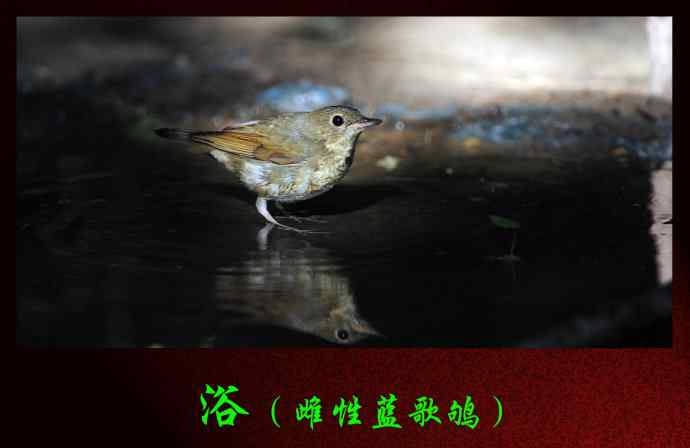 浴（雌性蓝歌鸲）