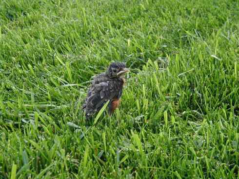 知更鸟（9）：无言的结局