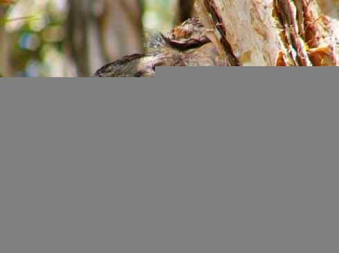 猎奇：奇特的鸟喙之十