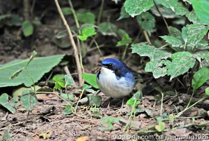 雄性蓝歌鸲（3）
