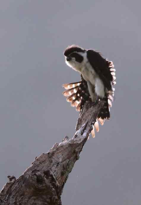 婺源观鸟行之晓起白腿小隼篇 婺源观鸟行之晓起白腿小隼篇