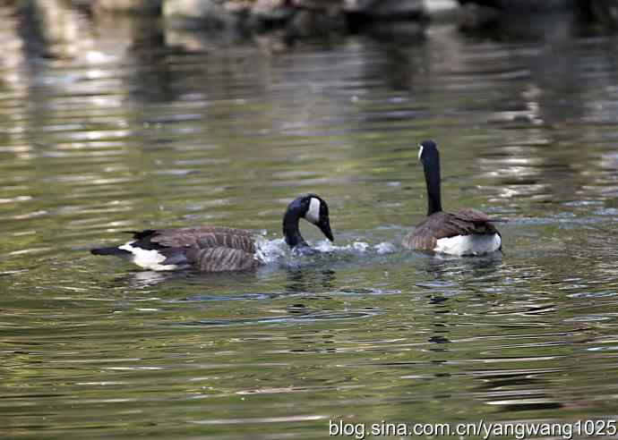 加拿大雁的婚礼（纪实）