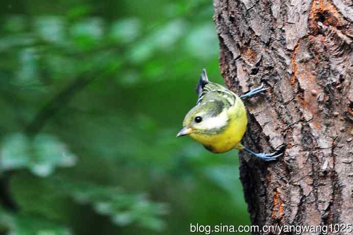 黄腹山雀（11）