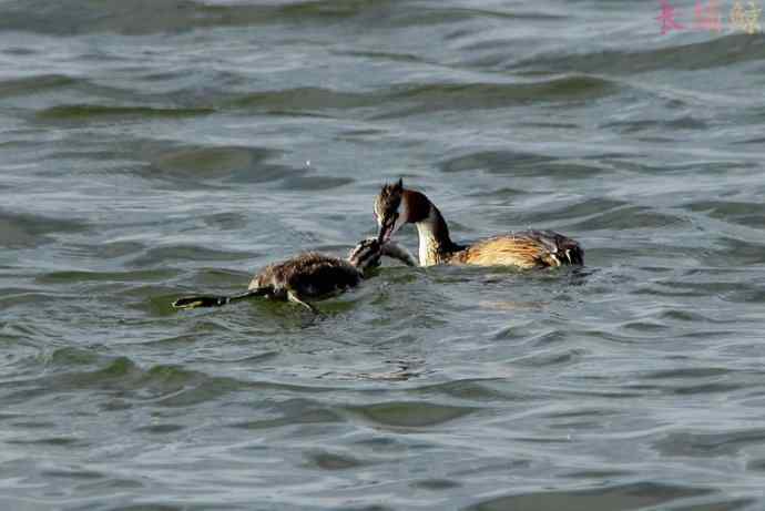 凤头鸊鷉（四）育雏喂食
