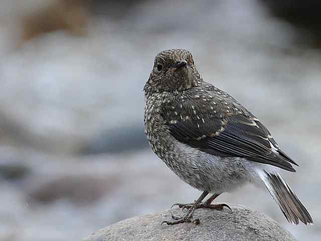 十渡有鸟初长成 wbr. wbr养在溪边人尽识