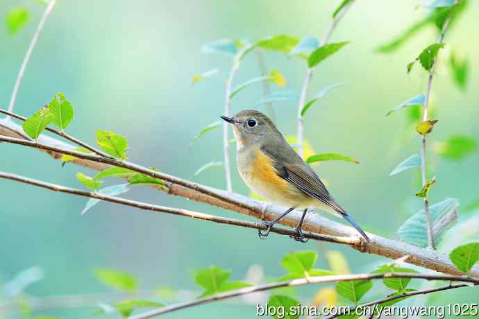 雌性红胁蓝尾鸲 雌性红胁蓝尾鸲