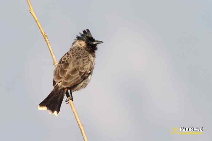 云南拍的三种鈥滒氢