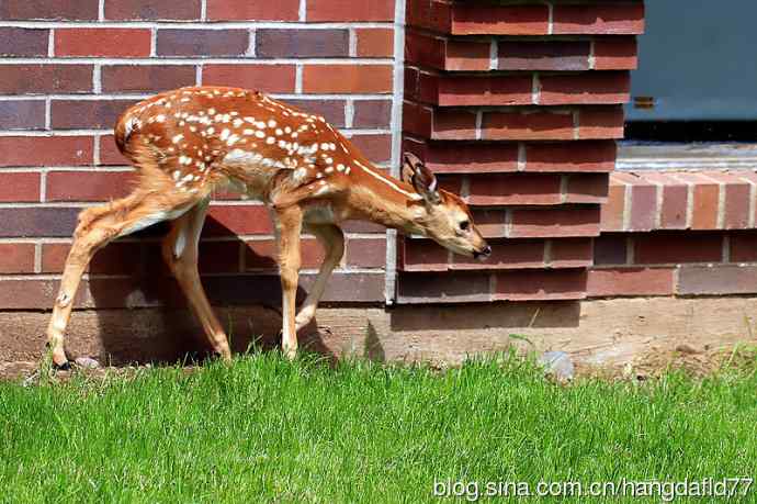 误入校园的小鹿