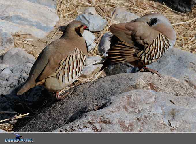 龙年鸡翔：初四拍石鸡
