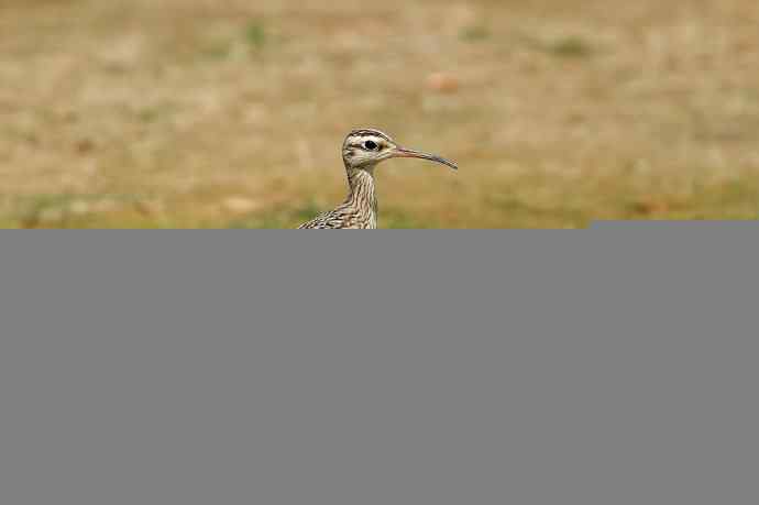个人新鸟种鈥斝¤拣