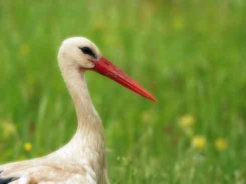 另类鸟类建筑师之一（白鹳、秃鹳）
