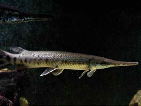 鱼类活化石：鳄雀鳝