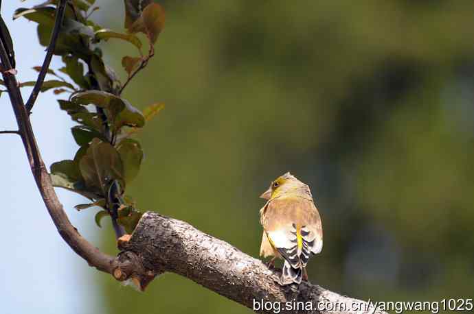 明星风范(拍摄金翅鸟纪实) 明星风范(拍摄金翅鸟纪实)