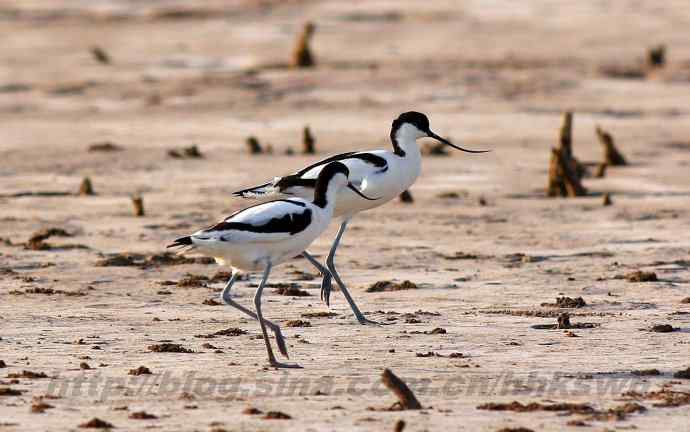 飞雁滩拍鸟 多种水鸟和白头翁 飞雁滩拍鸟 多种水鸟和白头翁