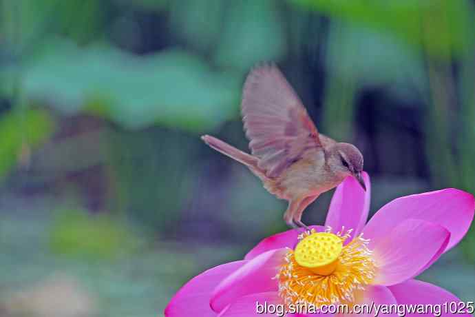 东方大苇莺与荷花（1）