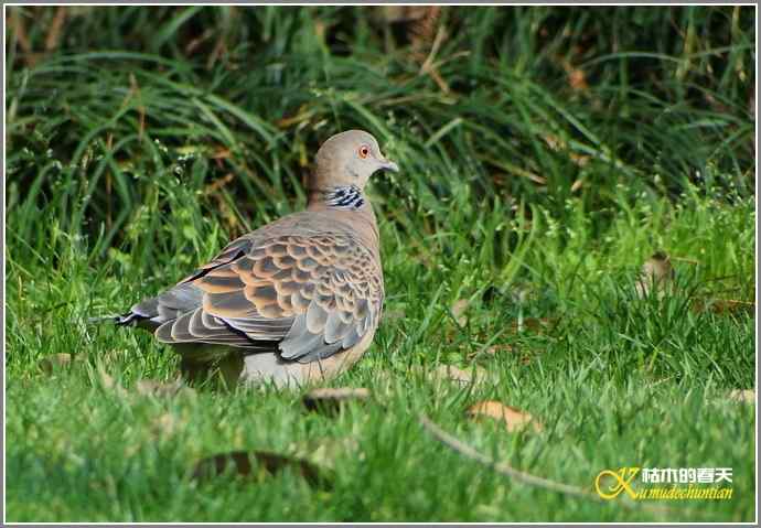 RP？鸟运？【照片】