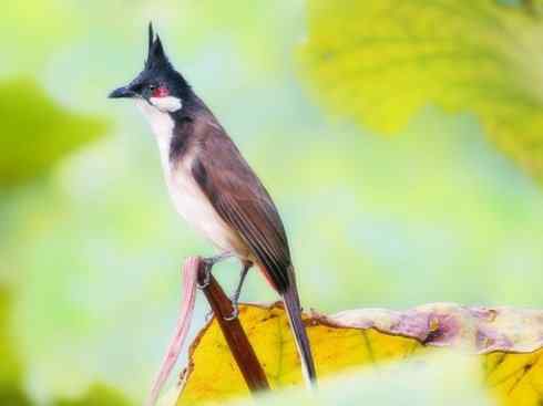 家禽驯化之源之三十（红耳鹎、领雀嘴鹎）