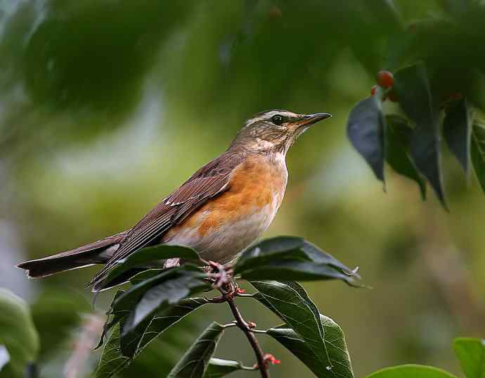 虎斑地鸫夜色中现身 wbr神坛威名依旧