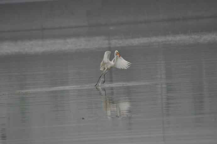 奥林匹克公园白鹭飞 wbr1