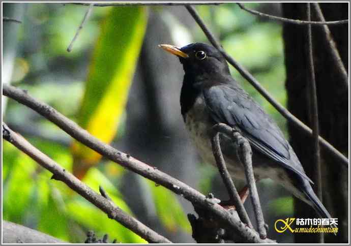 追拍鈥溩馗勾笙甥l鈥潯菊掌