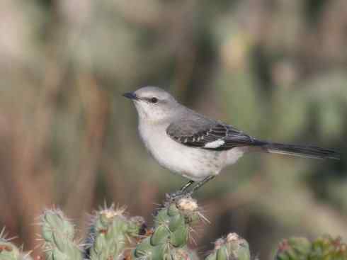 雀鸟也彪悍：别惹我（小嘲鸫）