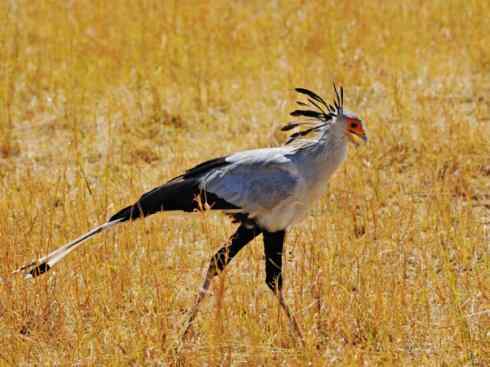 绝色攀禽:戴胜与林戴胜2 绝色攀禽:戴胜与林戴胜2