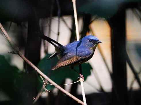 美丽无罪：雀鸟之姬鹟