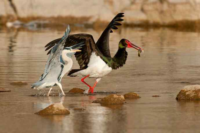 鹭鹳相争 wbr拍翁得意☆★