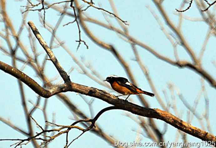 雄性北红尾鸲（随拍）