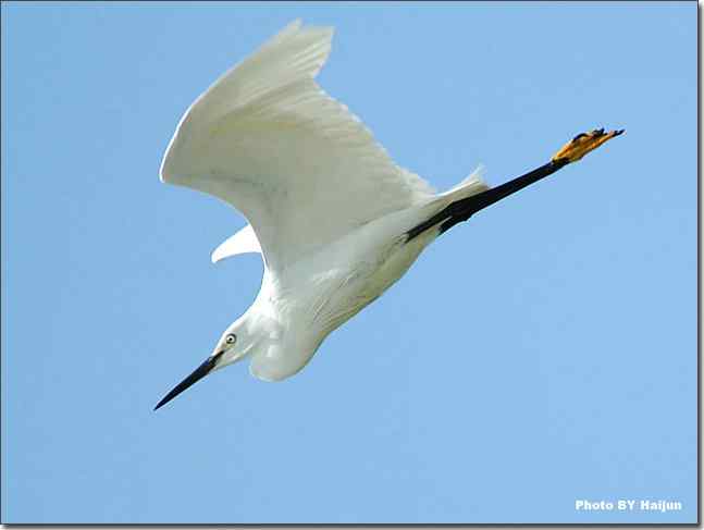 蓝天作秀的鹭鸶