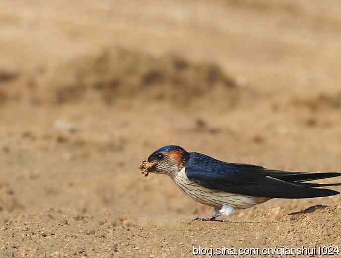 小燕子,穿花衣(金腰燕)