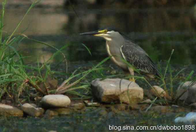 冒酷暑寻拍绿鹭 wbr长途奔袭古北口