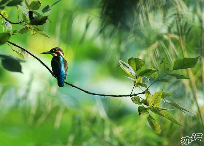 圆明园 wbr路 wbr树上的小翠 圆明园 wbr路 wbr树上的小翠