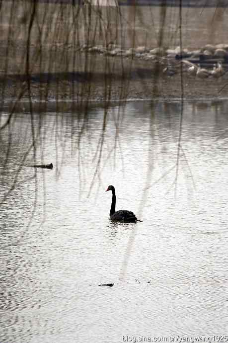 逆光拍摄黑天鹅 wbr1