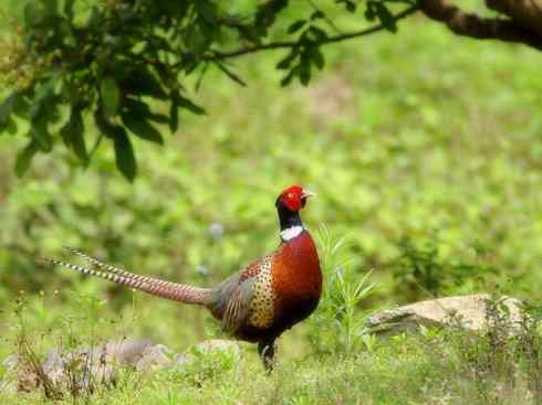 凤凰：传说的鸟原型探秘（雉鸡）