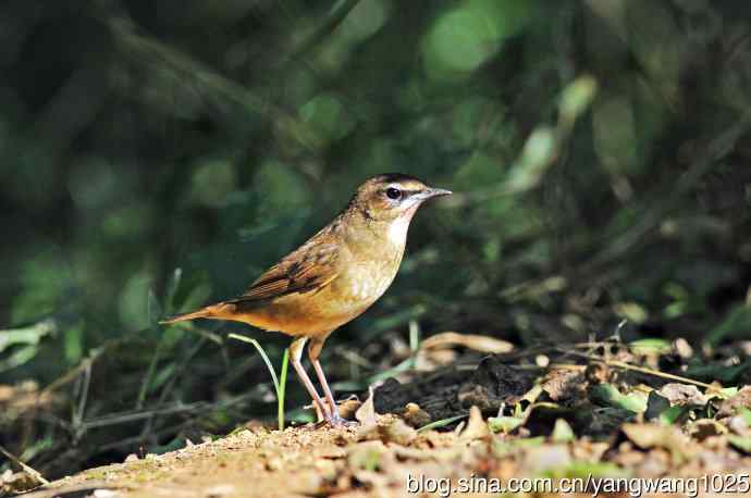 红喉歌鸲（18）