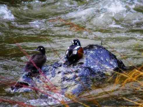 雁鸭之最之六（丑鸭、秋沙鸭、花脸鸭、针尾鸭）