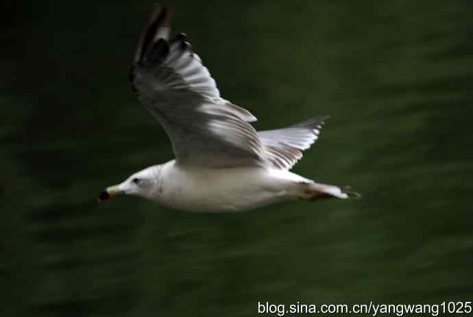 杂片（斑头雁、海鸥、夜鹭）