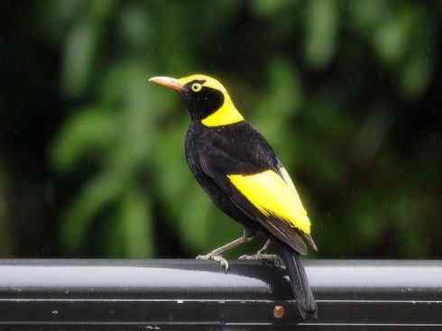 十大鸟类建筑师之三（柳莺、犀鸟）