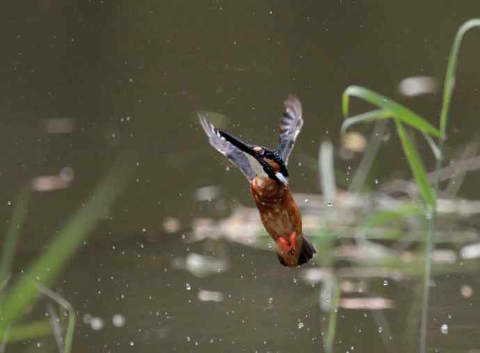 220.可爱小翠--飞姿图