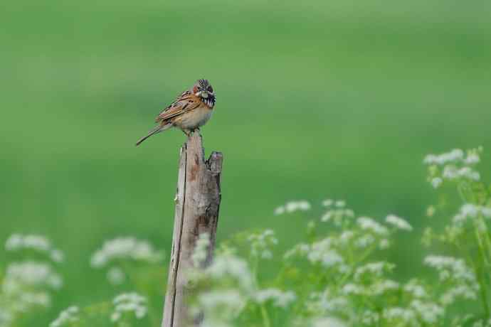 【新鸟】坝上鸟.栗耳鹀☆