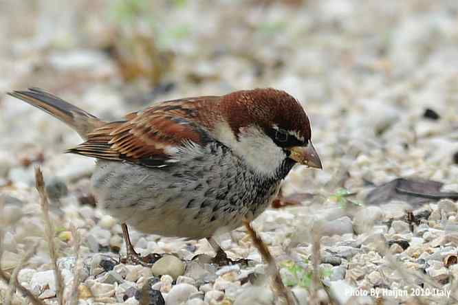 【亚平宁半岛之旅 wbr. wbr鸟鸟猎摄】