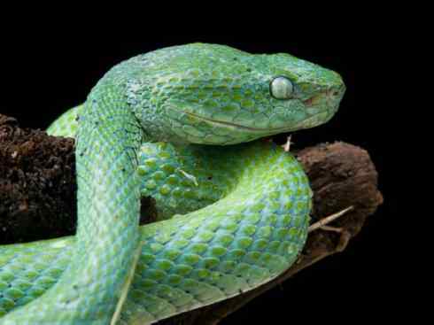 龙：传说的兽原型探秘（响尾蛇类）