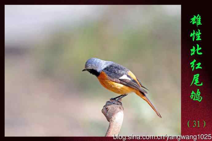 雄性北红尾鸲（31）